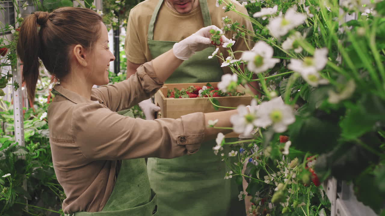 People harvesting strawberries in an indoor farm
