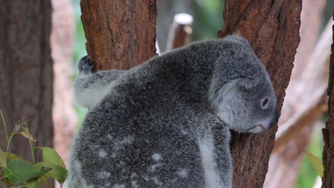 el koala sube al árbol, explorando su entorno