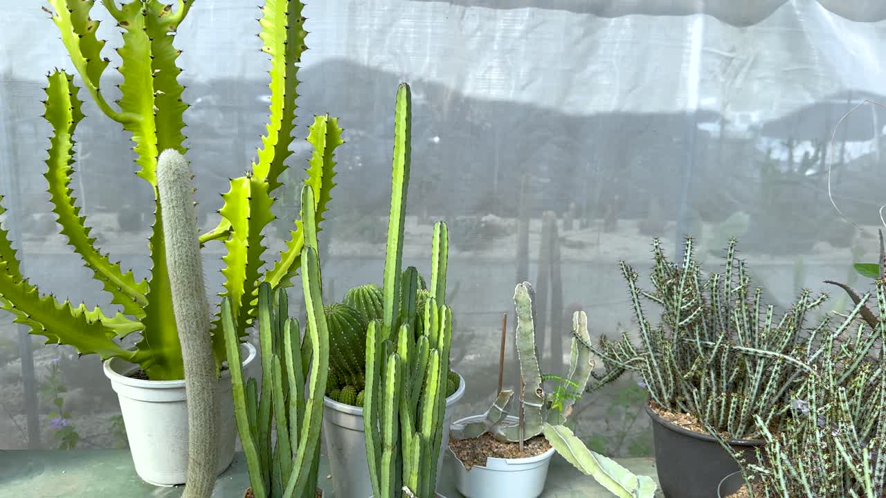 온실 환경 에서 전시 된 여러 가지 티