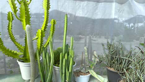 varios cactus exhibidos en un entorno de invernadero