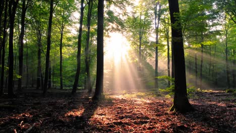 Drone-flying-backwards-in-temperate-beech-trees-forest-where-sunlight-passes-through