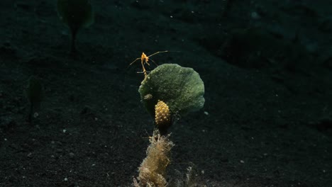 macro skeleton shrimp sits high above a nudibranch attached to a soft coral swaying in the current