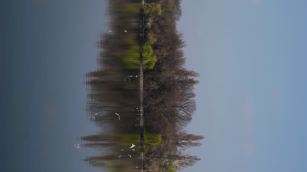 hermoso tiro vertical de gaviotas volando sobre el agua en el parque