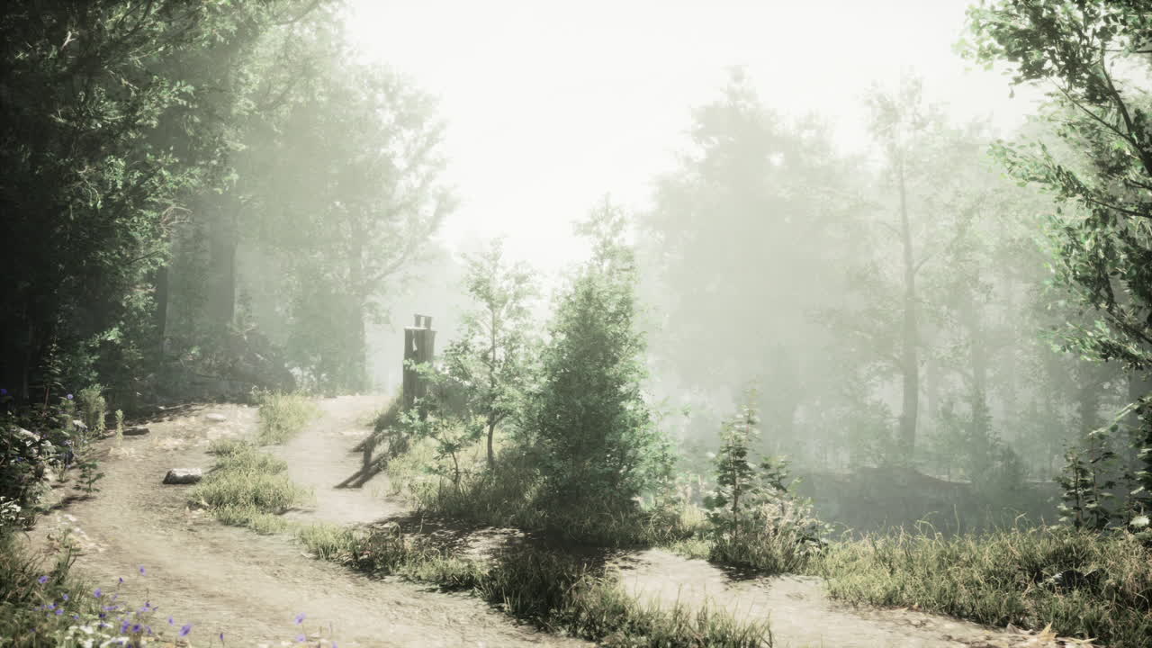 Mist covered path through a serene forest during early morning light