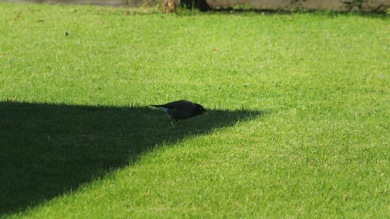 Myna Bird on Green Grass with Shadow