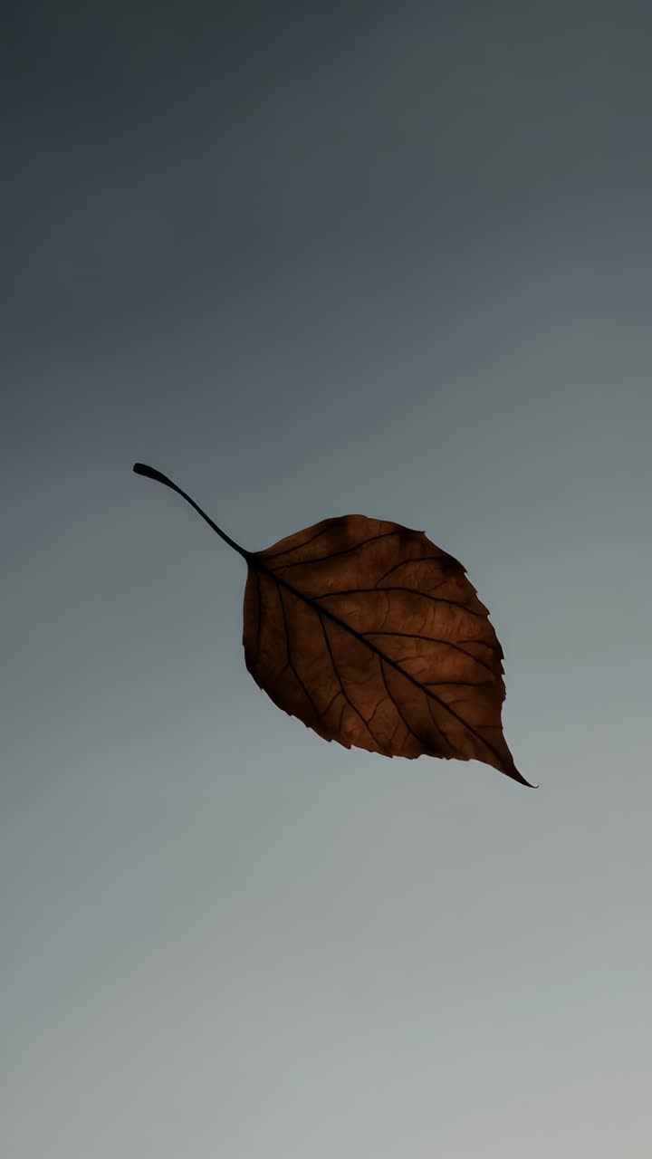 A close-up, overhead shot of a single brown leaf against a gradient sky