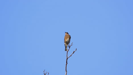 a brown and white colored thrush on a treetop with a blue sky background