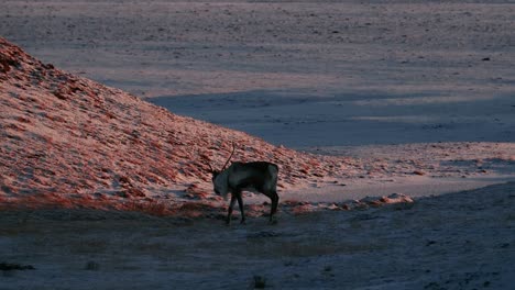 Wild-Reindeer-Walking-In-South-Iceland