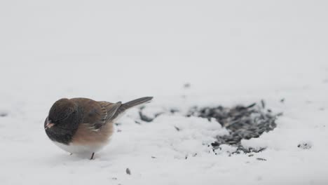 Nahaufnahme-Einer-Dunkeläugigen-Junco-Oregon-Unterart,-Die-Im-Schnee-Zurückgelassene-Sonnenblumenkerne-Frisst---Unterbrochen-Von-Einem-Hausfinken