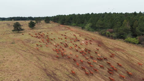 drone footage of a large herd of brown cattle migrating over dry lands in america, descending as it captures the scene