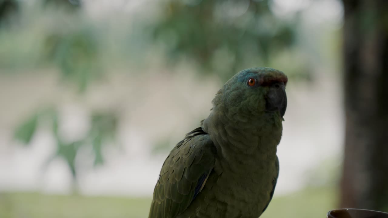 컵 옆에서 머리를 흔드는 축제 앵무새
