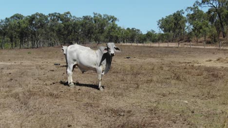 Vacas-Curiosas-Mirando-La-Cámara-O-El-Dron