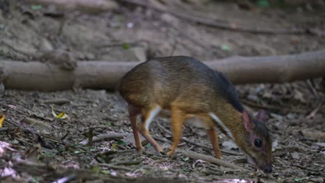 Moving-to-the-right-while-feeding-on-the-forestgound,-Lesser-Mouse-deer-Tragulus-kanchil,-Thailand