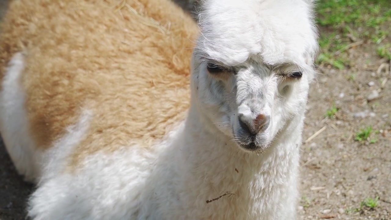 Một chú lạc đà alpaca nhỏ màu trắng nằm nghỉ yên bình trên mặt đất dưới ánh nắng ấm áp khi máy quay từ từ lia lên, để lộ bộ lông mềm mại và tư thế thư thái của nó
