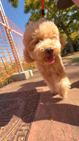 poodle dog walking on a sidewalk