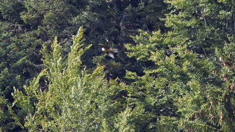 Kamerafahrt-Von-Wildem-Rotmilan-Milvus,-Der-Bei-Sonnenlicht-Vor-Grünen-Waldbäumen-Fliegt---Weitschuss