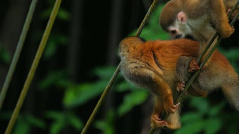 clip de cámara lenta de dos curiosos, salvajes y lindos monos ardilla bebé, que están escalando y buscando comida en el parque nacional manuel antonio en costa rica