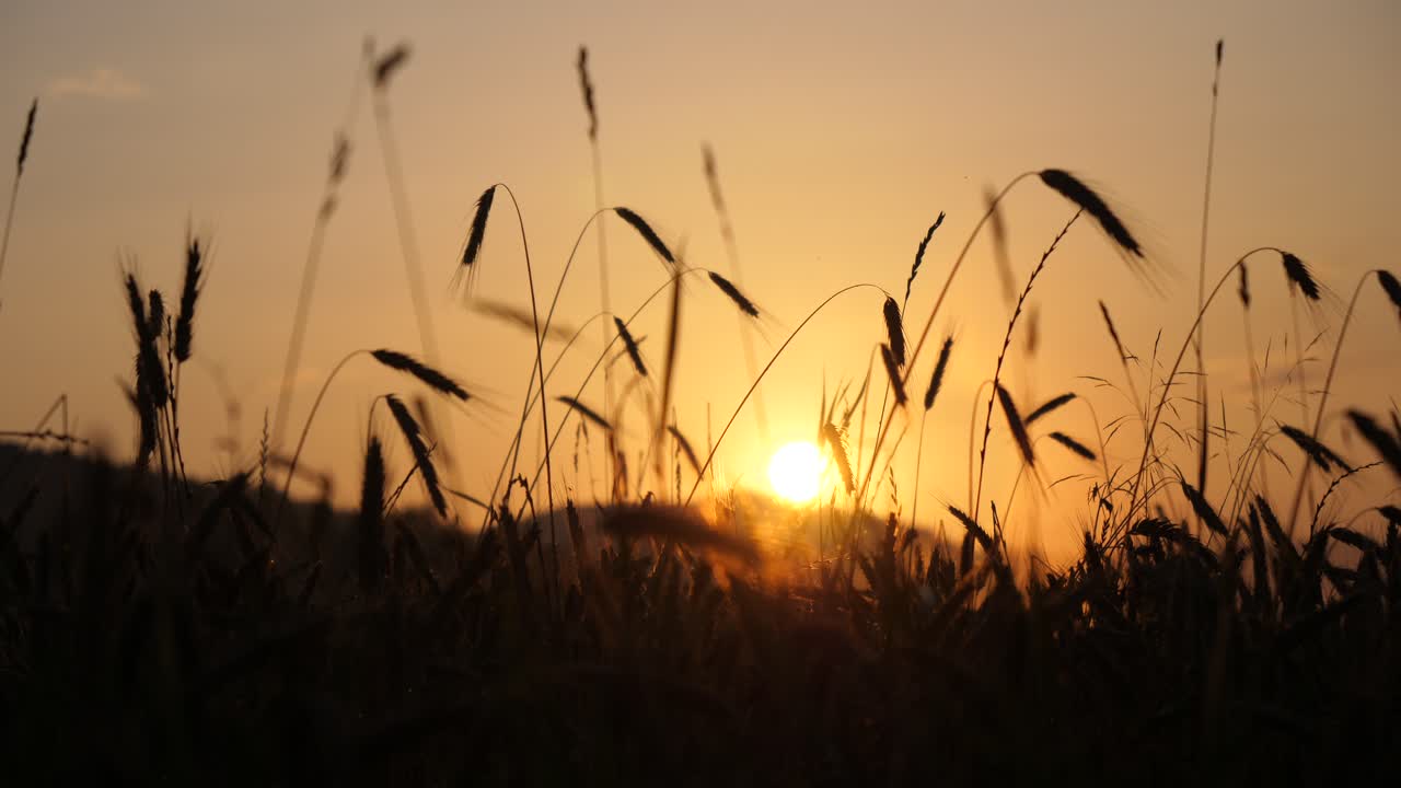 백그라운드에서 아름다운 일몰과 함께 황혼의 곡물 필드의 놀라운 장면