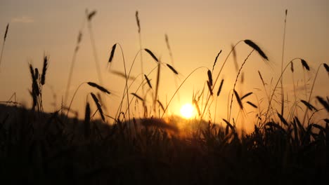 Imágenes-Asombrosas-De-Un-Campo-De-Cereales-Al-Atardecer-Con-Una-Hermosa-Puesta-De-Sol-En-El-Fondo