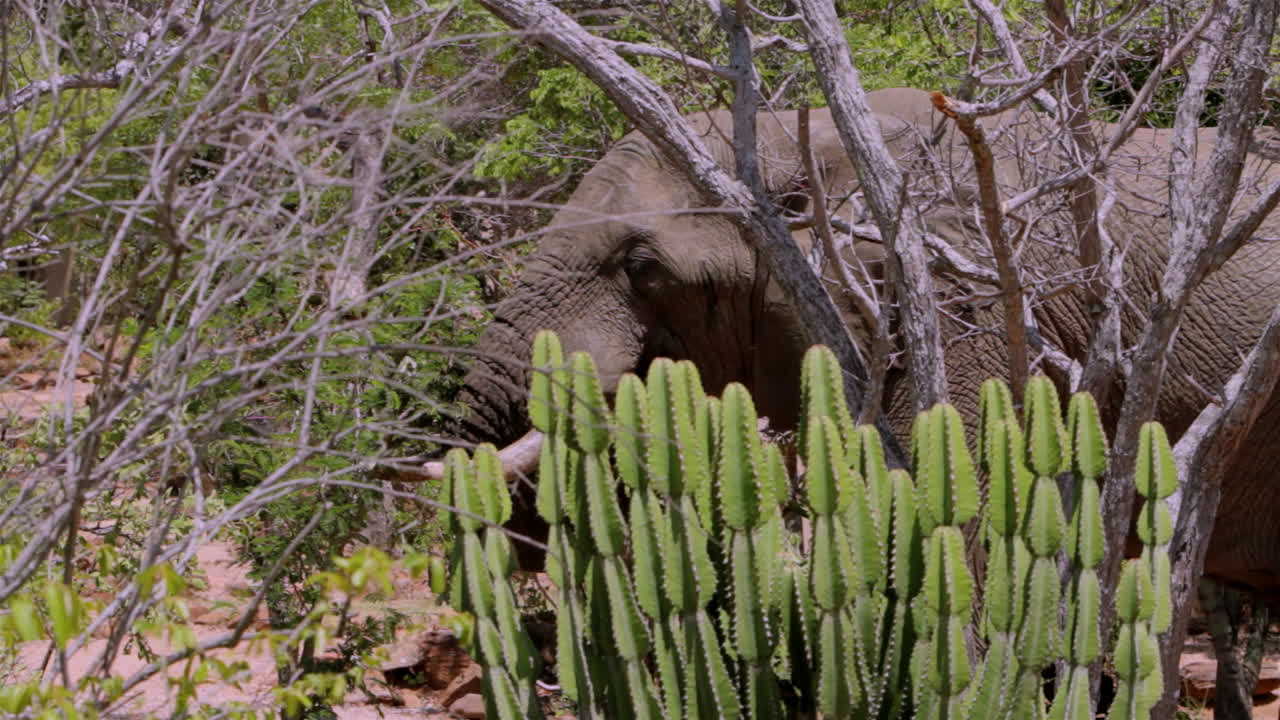 Adult male African elephant feeding on trees in between the bush homes of a lodge in South Africa. He's in heat.