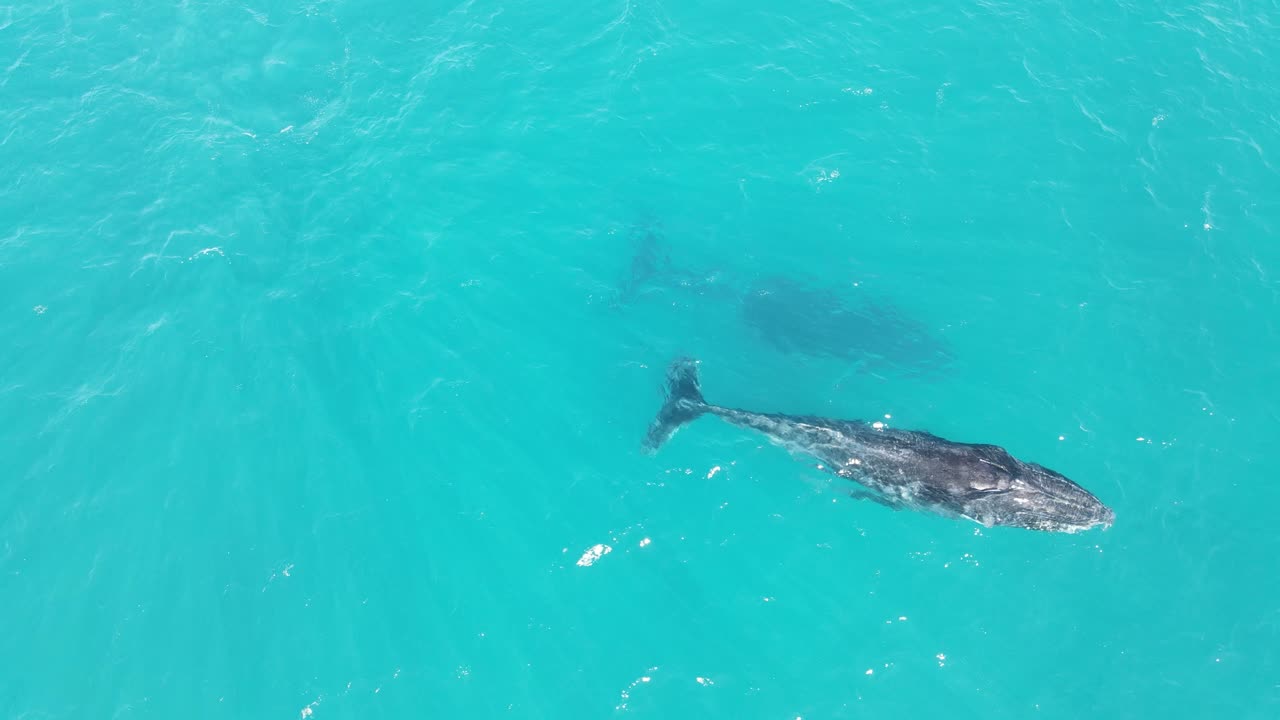 Aerial tracking shot of humpback whale swimming in deep ocean and breathing,4K - Exmouth, Australian Ocean during summer day