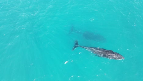 toma aérea de seguimiento de ballena jorobada nadando en el océano profundo y respirando, 4k - exmouth, océano australiano durante el día de verano