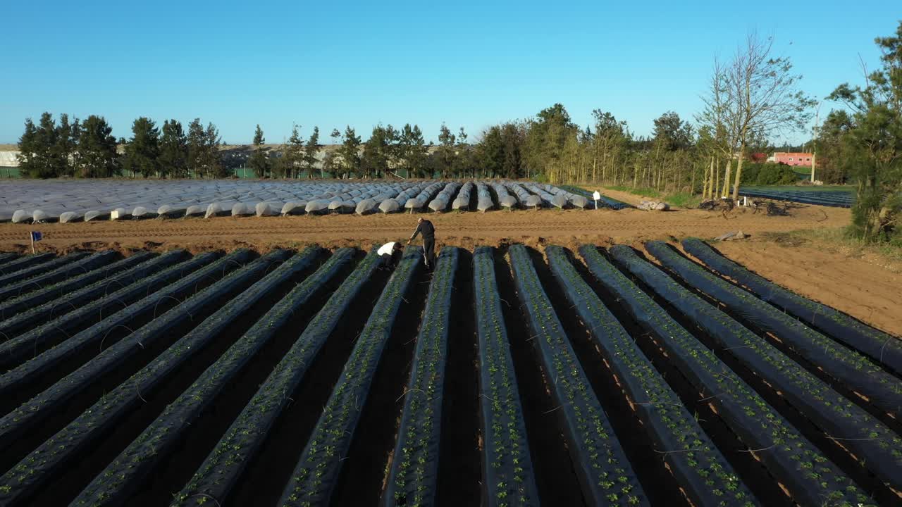 toma de drones de una granja de fresas en el norte de marruecos