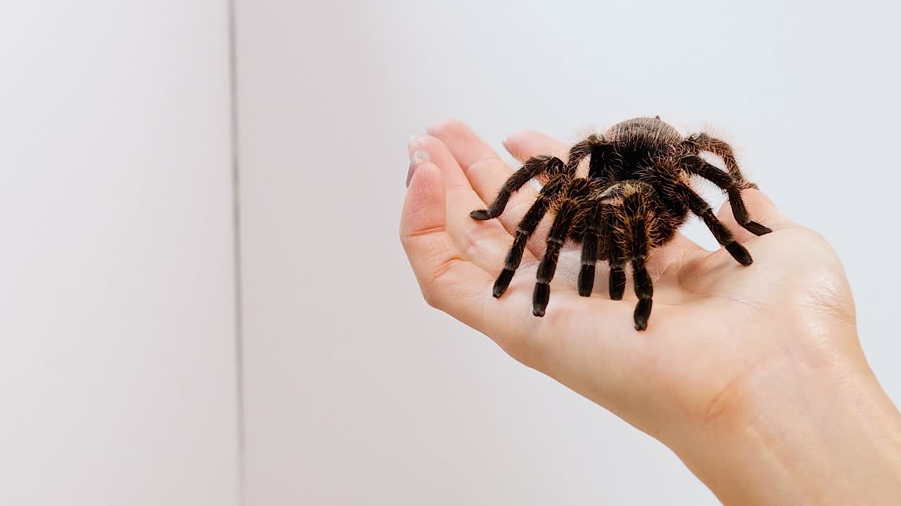 A detailed macro shot of a brown tarantula moving across a person's open palm