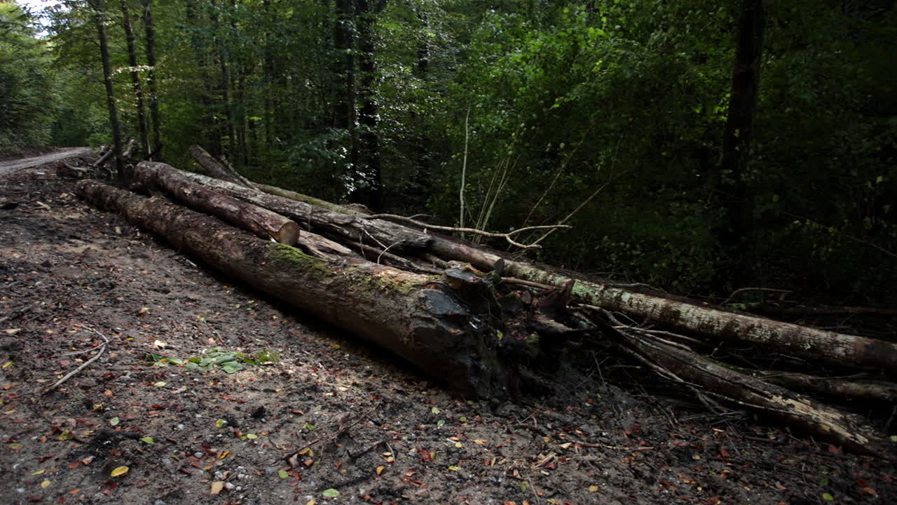 一堆倒塌的树木 13