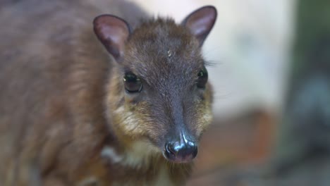 Close-up-handheld-motion-shot-of-a-smallest-hoofed-mammal,-lesser-mouse-deer,-tragulus-kanchil,-pregnant-mother-munching-on-feeds-at-Langkawi-wildlife-park,-Malaysia