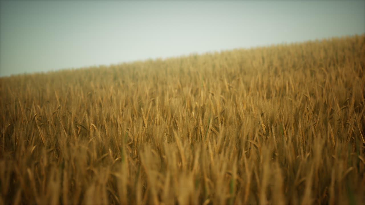 Dark stormy clouds over wheat field