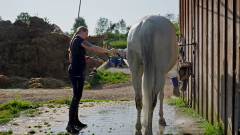 a-woman-hoses-down-a-white-horse