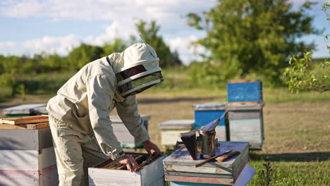 outfitted beekeeper taking frame out of bee hive. experienced apiculturist looks at honeycombs covered with bees and shakes off the insects.