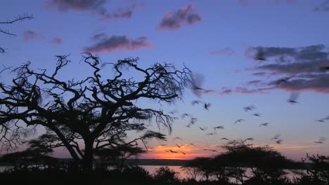 Ein-Großer-Vogelschwarm-Fliegt-Von-Einer-Akazie-In-Den-Ebenen-Afrikas