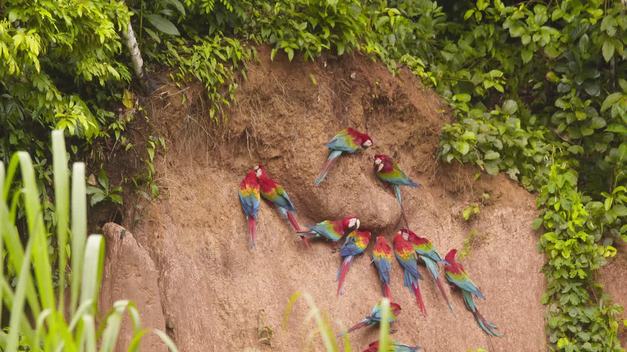 las arañas escarlata se deleitan en el banco de barro de chuncho, una impresionante exhibición de la vibrante belleza de la naturaleza