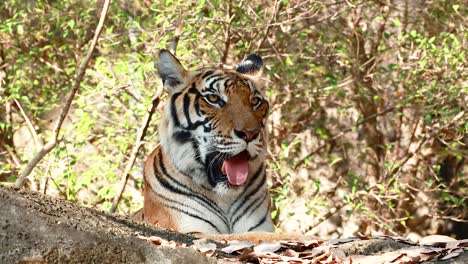 tiger lounging in natural habitat at zoo