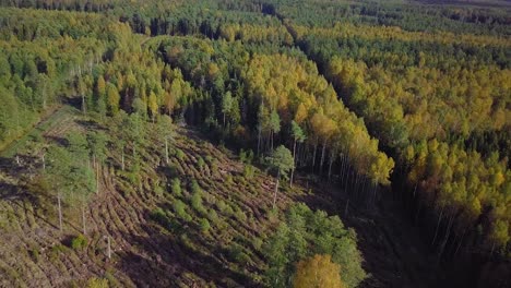 Frühherbst-Im-Wald,-Luftaufnahme,-Mischwald,-Grüne-Nadelbäume,-Laubbäume-Mit-Gelben-Blättern,-Herbstfarben-Wald,-Nordische-Waldlandschaft,-Weitwinkel-Vogelperspektive,-Die-Sich-Rückwärts-Bewegt