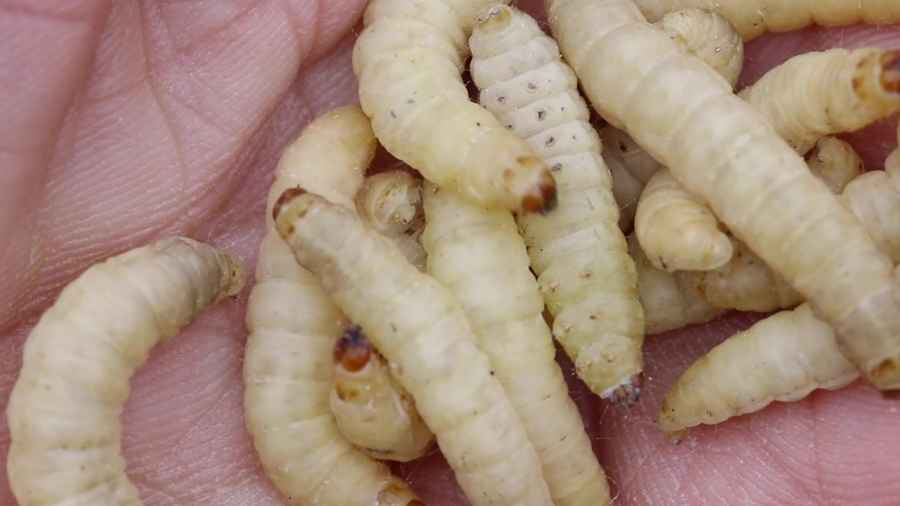 Primo piano di camole della cera su una mano