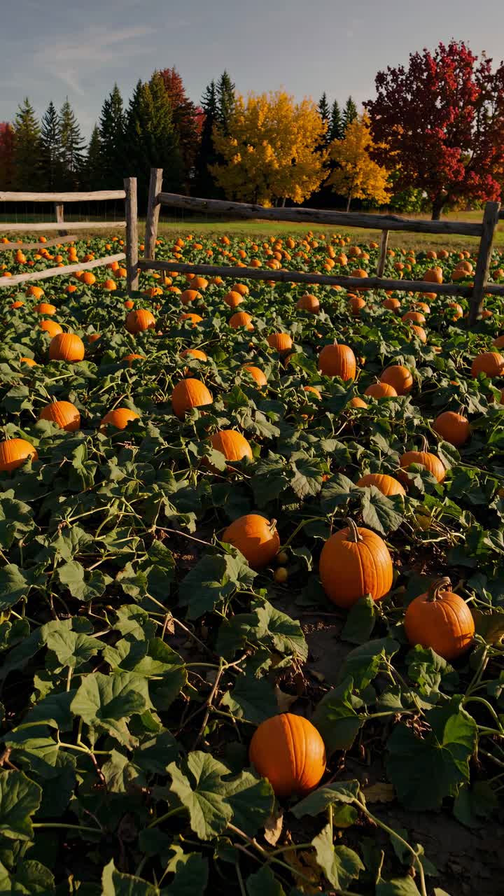 A vibrant autumn pumpkin patch captured from a low-angle, showcasing vivid orange pumpkins