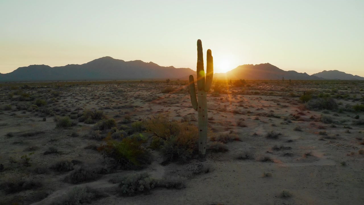 Volo cinematografico del drone oltre cactus Saguaro al tramonto nel deserto dell'Arizona - Panoramica a destra - 4K UHD