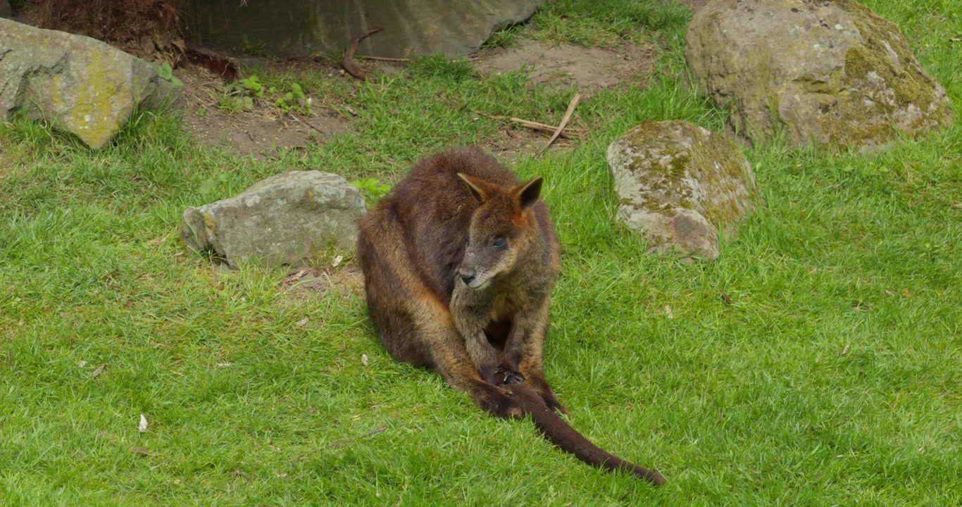 Primo piano di un canguro selvatico seduto sull'erba nel suo ambiente naturale.