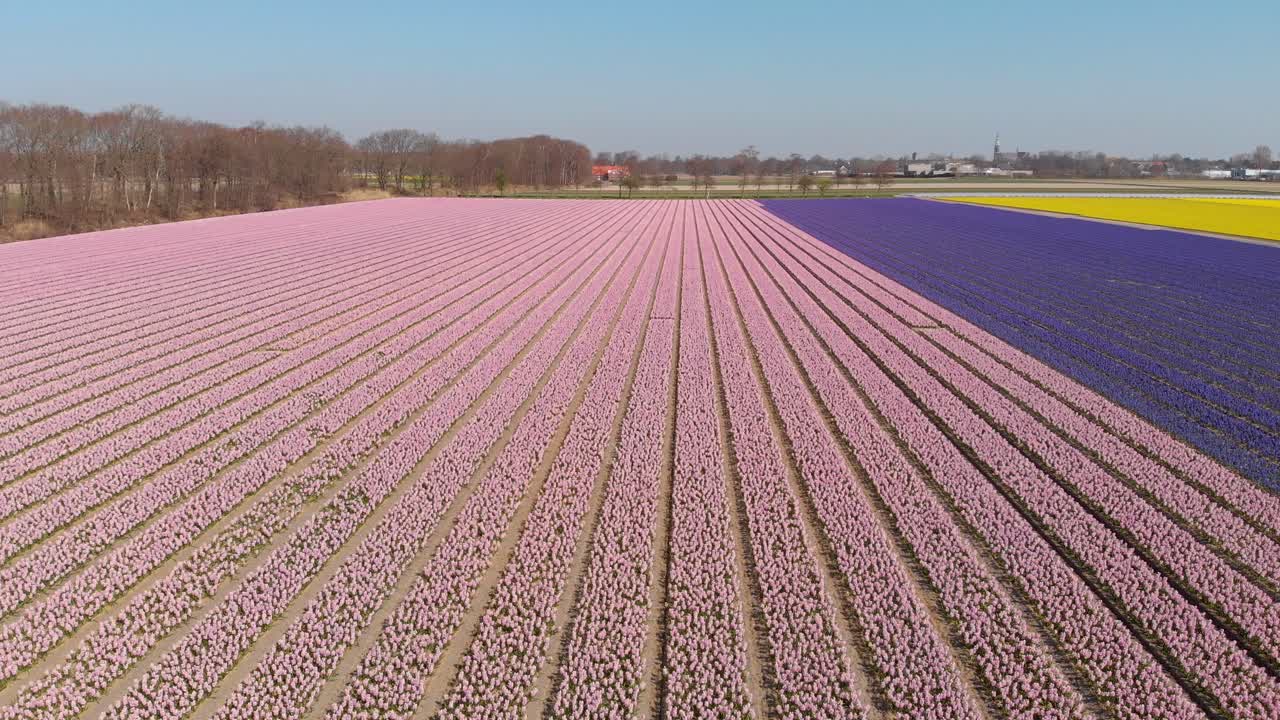 vista aérea del campo de flores de jacinto durante el día - toma de drones