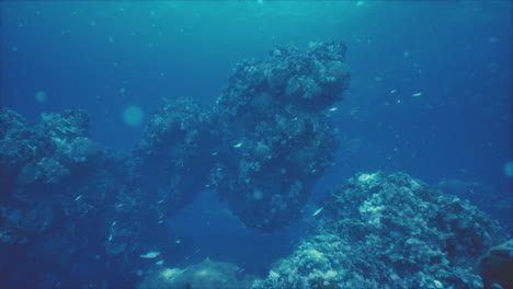 coral reef underwater scene