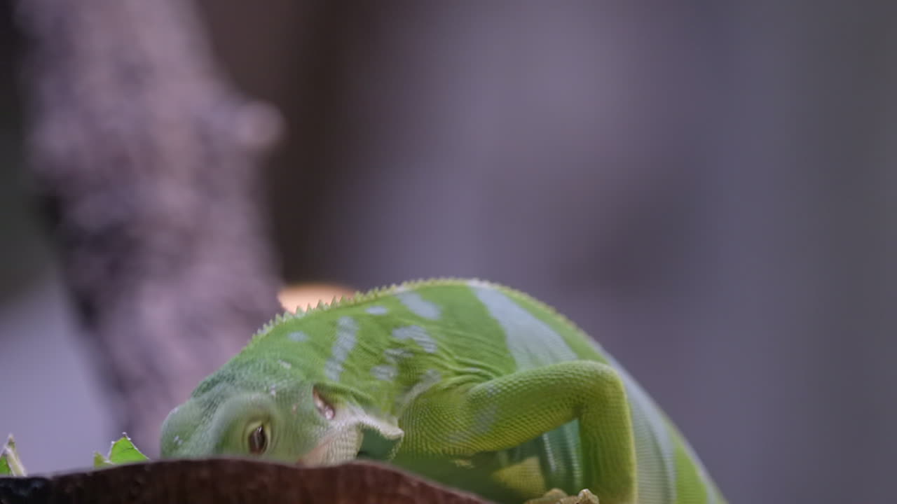 una hermosa iguana verde con banda de fuji alimentándose - primer plano