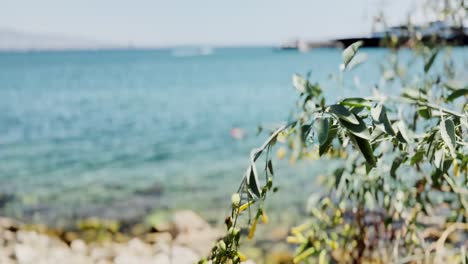 natural greek coastline with calm sea
