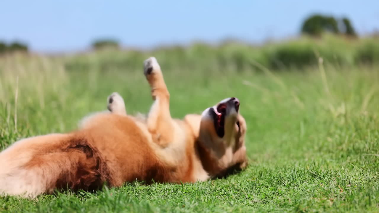 Cane dorato che rotola nell'erba sotto il cielo blu, ansimante con la lingua di fuori, rotolata giocosa e rilassata sull'erba verde vibrante.