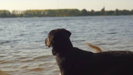 dogs playing near water