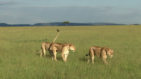 African-lion-females-walking-together-with-some-Topi-gazelle-in-the-background,-Masai-Mara,-Kenya