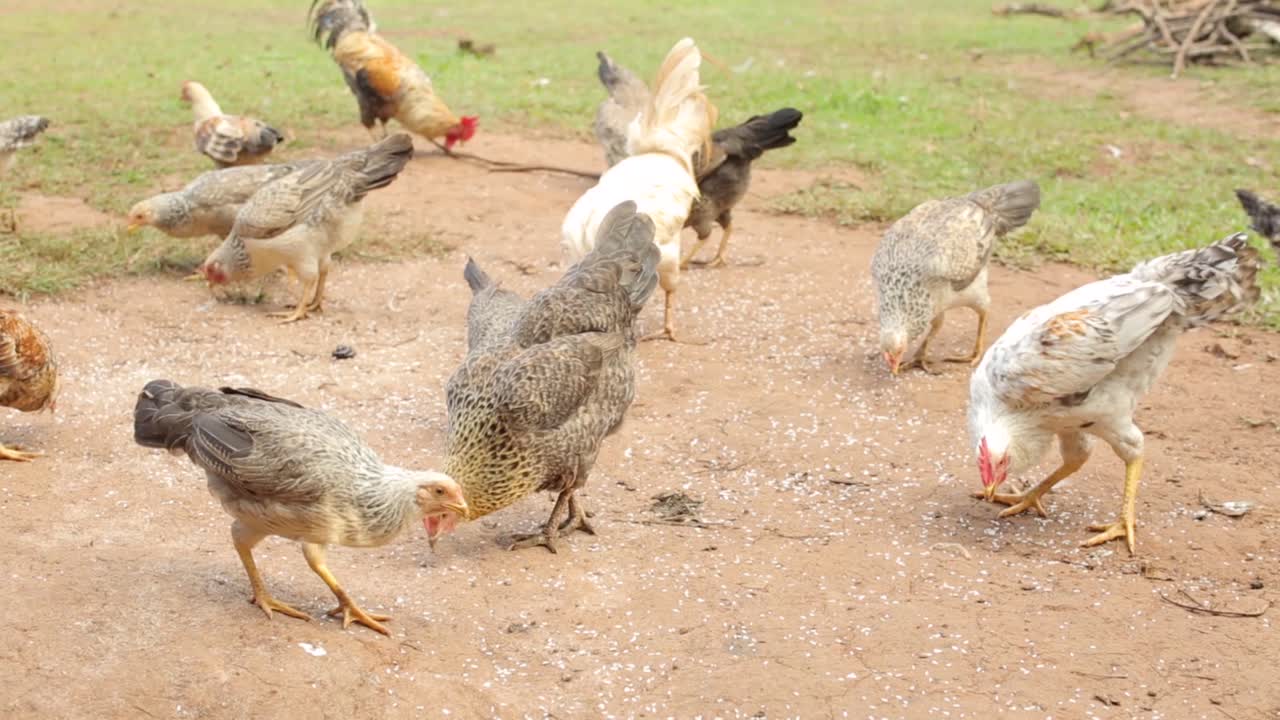 cerca de gallinas y gallos comiendo al aire libre en el patio