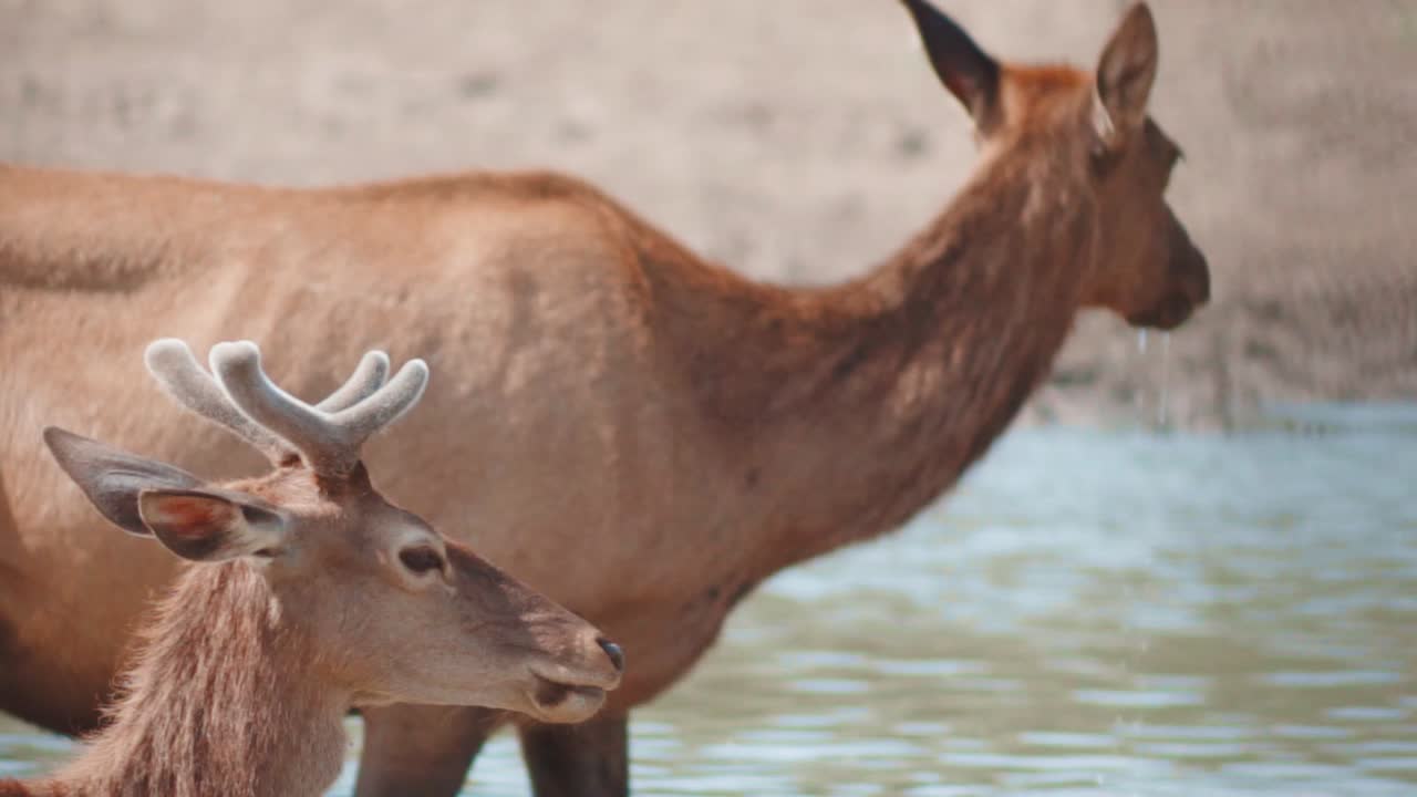 Jeune cerf rouge mâle aux courtes ramures dans la rivière. Une biche bien mature buvant de l'eau dans la rivière avec son jeune mâle, qui a quatre courtes ramures